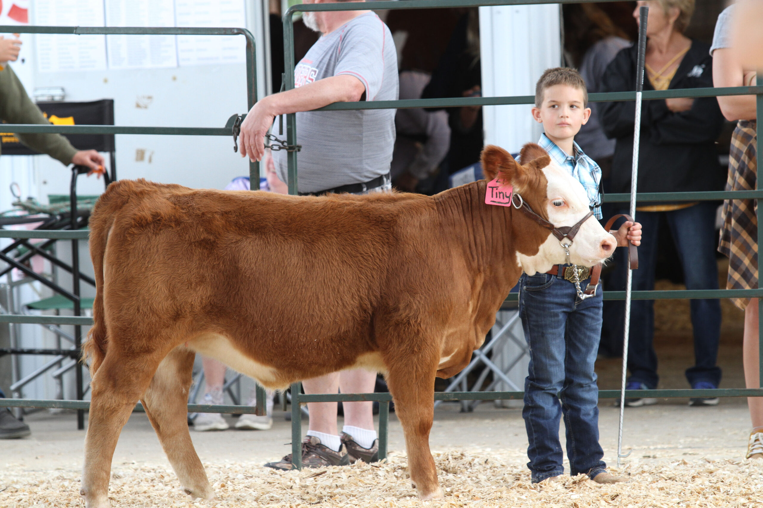 KIDDIE SHOWMANSHIP FOR DAIRY OR BEEF REGISTRATION